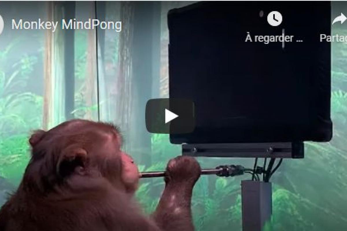 Monkey MindPong